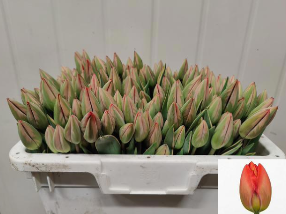 Tulpe Freiland rot Parade Design 22 Gramm
