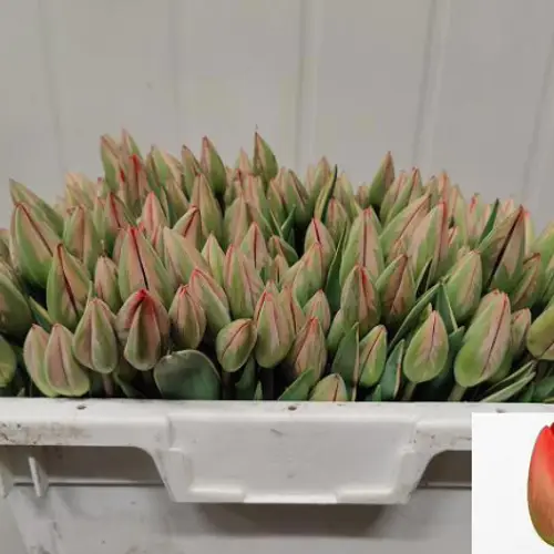 Tulpe Freiland rot Parade Design 22 Gramm