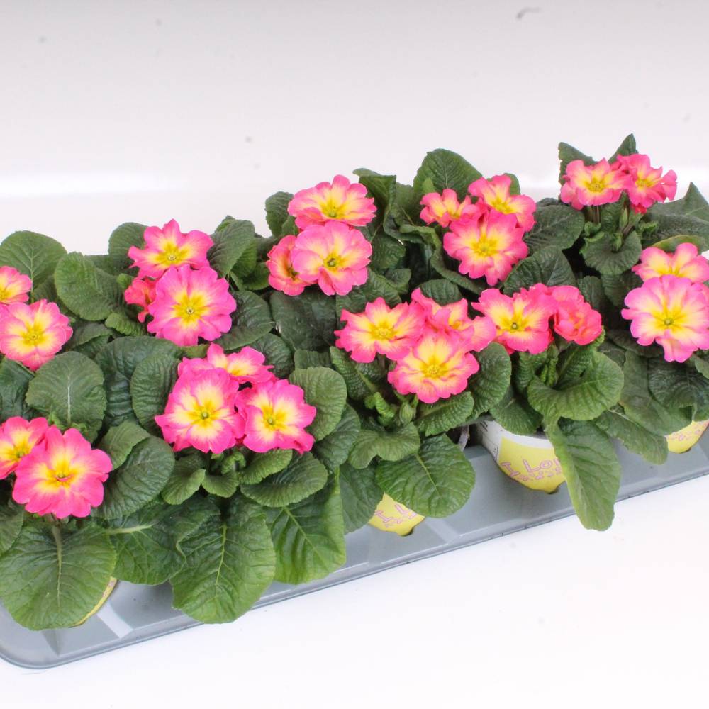 Primula Acaulis rosa Starflame T11 H018