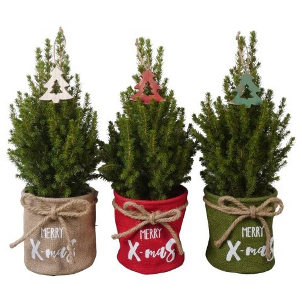 Picea Glauca Conica mix PTK25521 Jute T15 H050