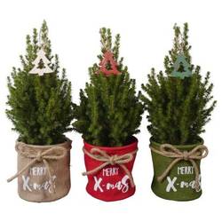 Picea Glauca Conica mix PTK25521 Jute T15 H050