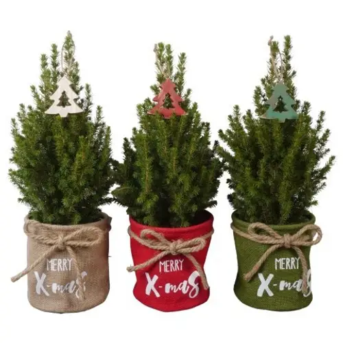 Picea Glauca Conica mix PTK25521 Jute T15 H050