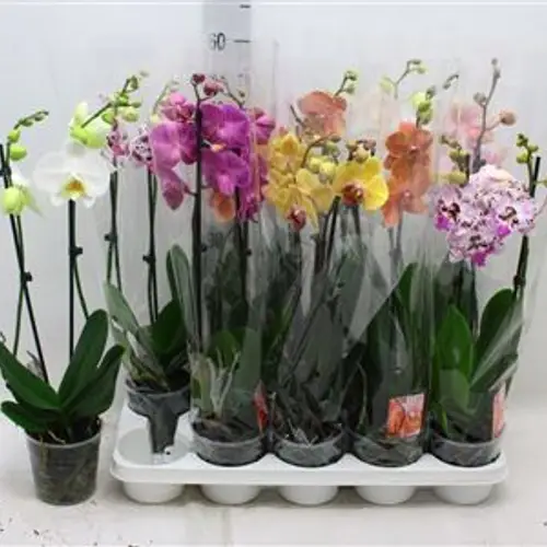 Phal.2-R mix 16+ Schnapchen Von Uhr T12 H055