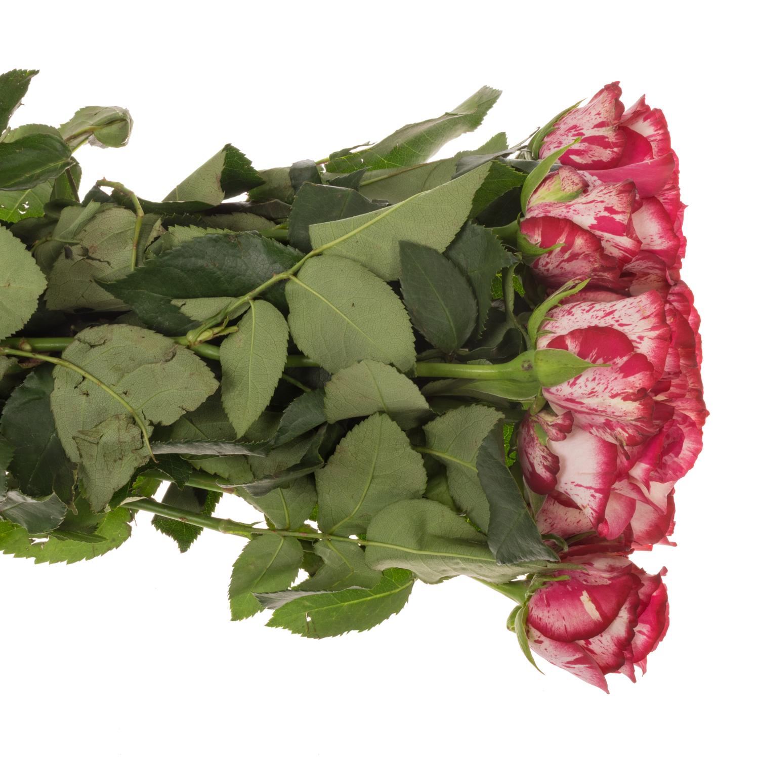 Rose rosa/creme Barracuda 60cm