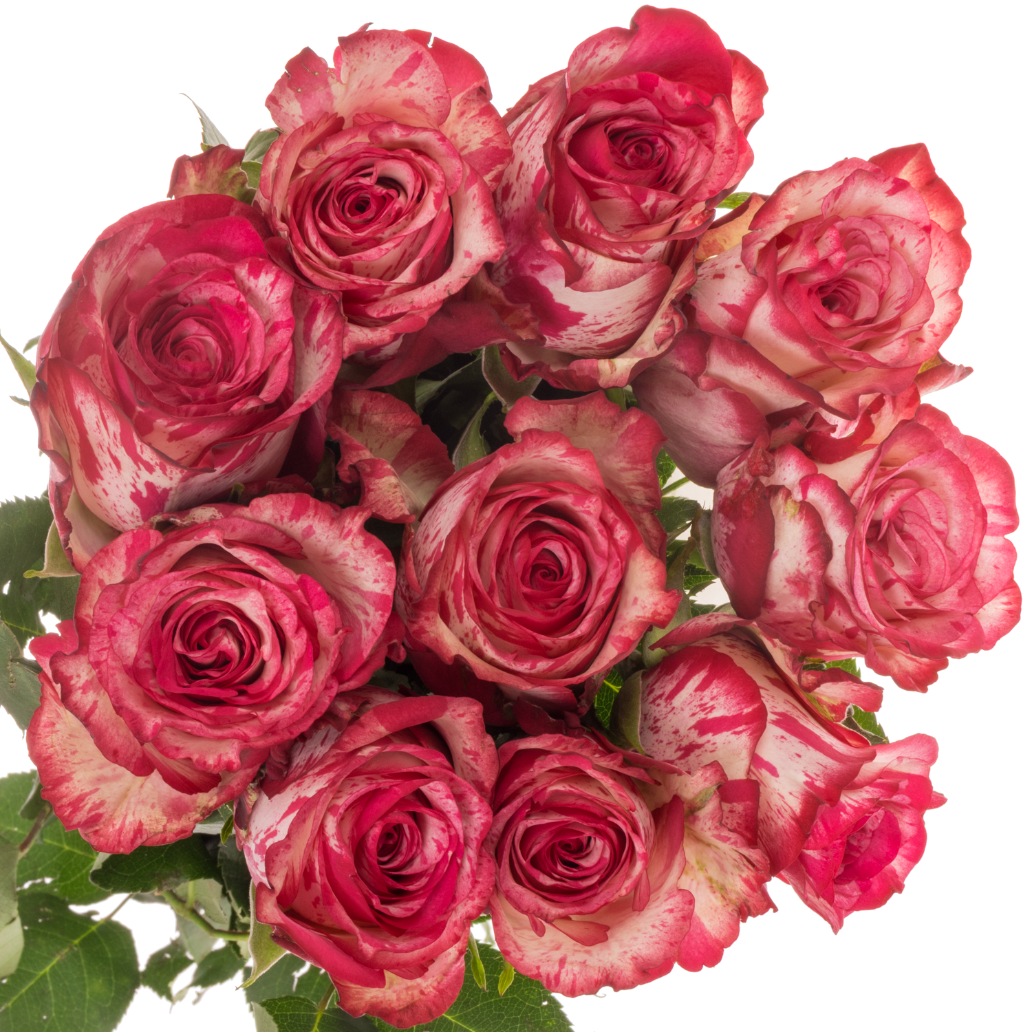 Rose rosa/creme Barracuda 60cm