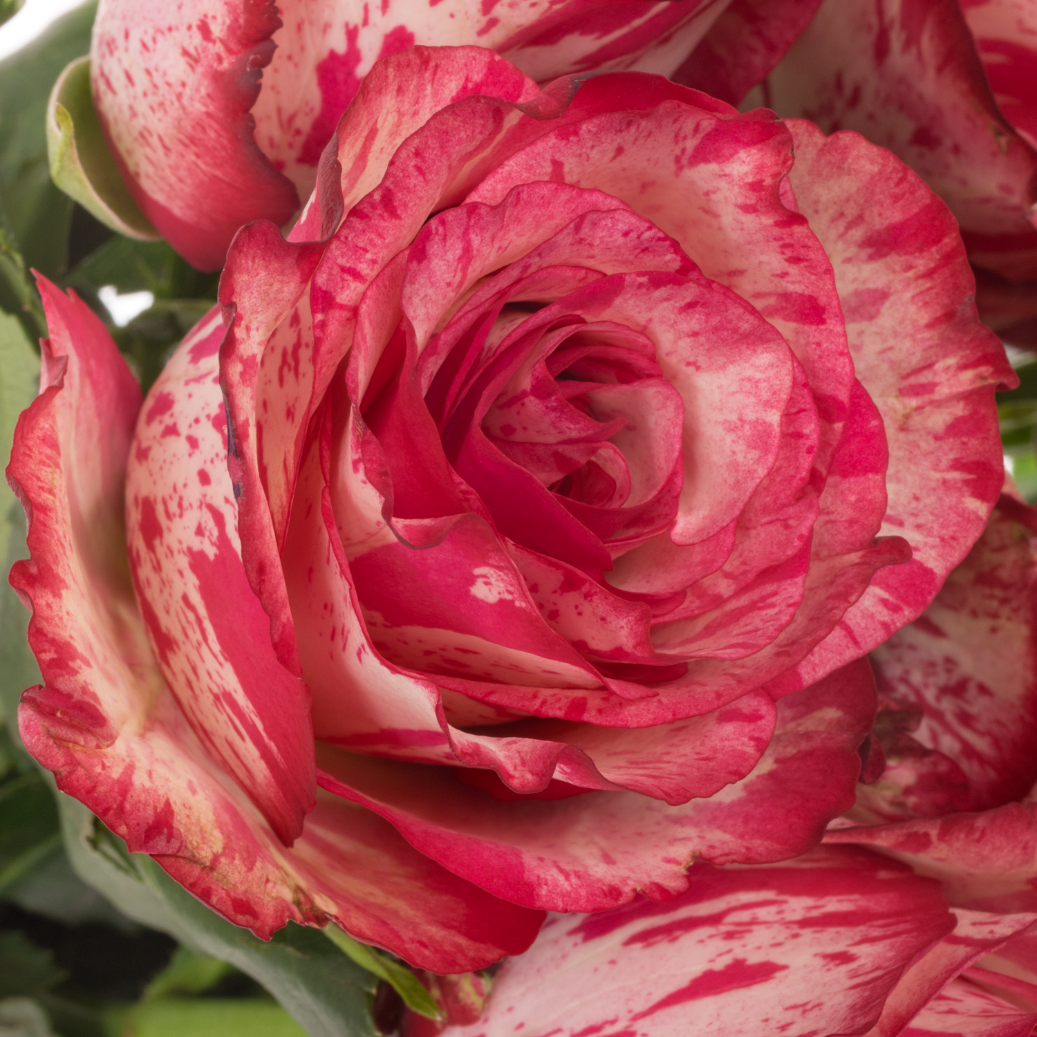 Rose rosa/creme Barracuda 60cm