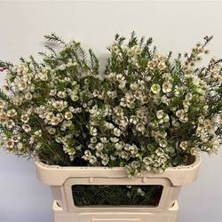 Wachsflower creme/weiss Gil 75 Gramm 80cm