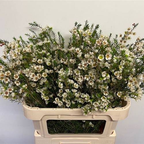 Wachsflower creme/weiss Gil 75 Gramm 80cm