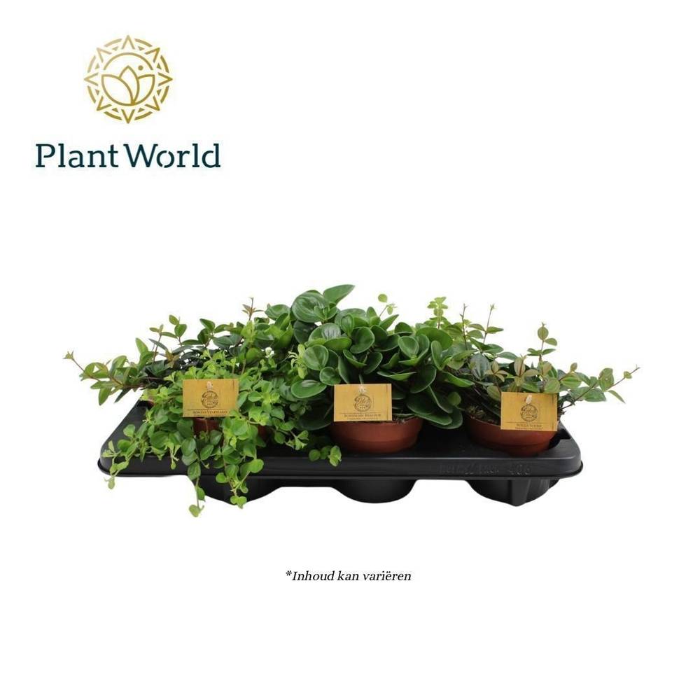 Peperomia mix T12 H20