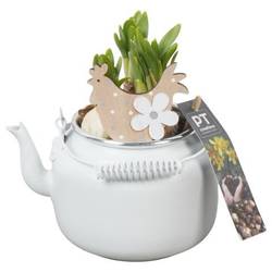 Narzis.Arr PTNP4445 Ostern T10 H018