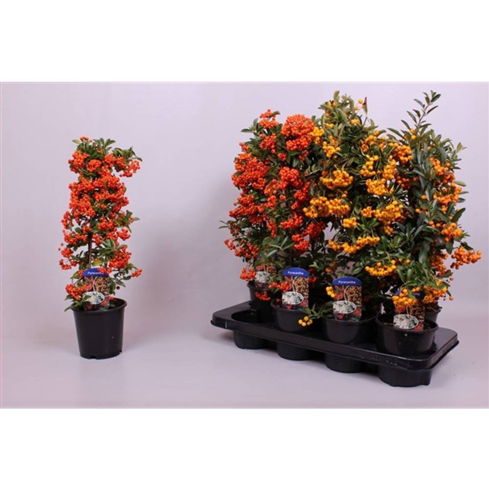 Pyracantha mix T14 H50