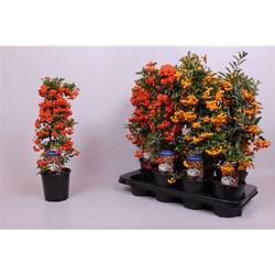 Pyracantha mix T14 H50