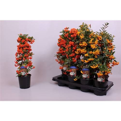 Pyracantha mix T14 H50