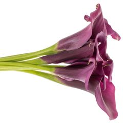 Calla purple Durban 70cm