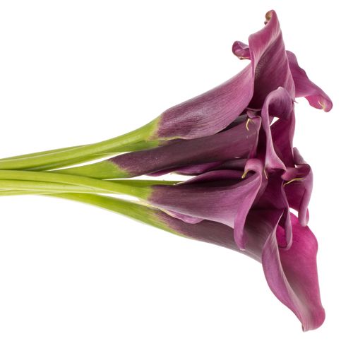 Calla purple Durban 70cm