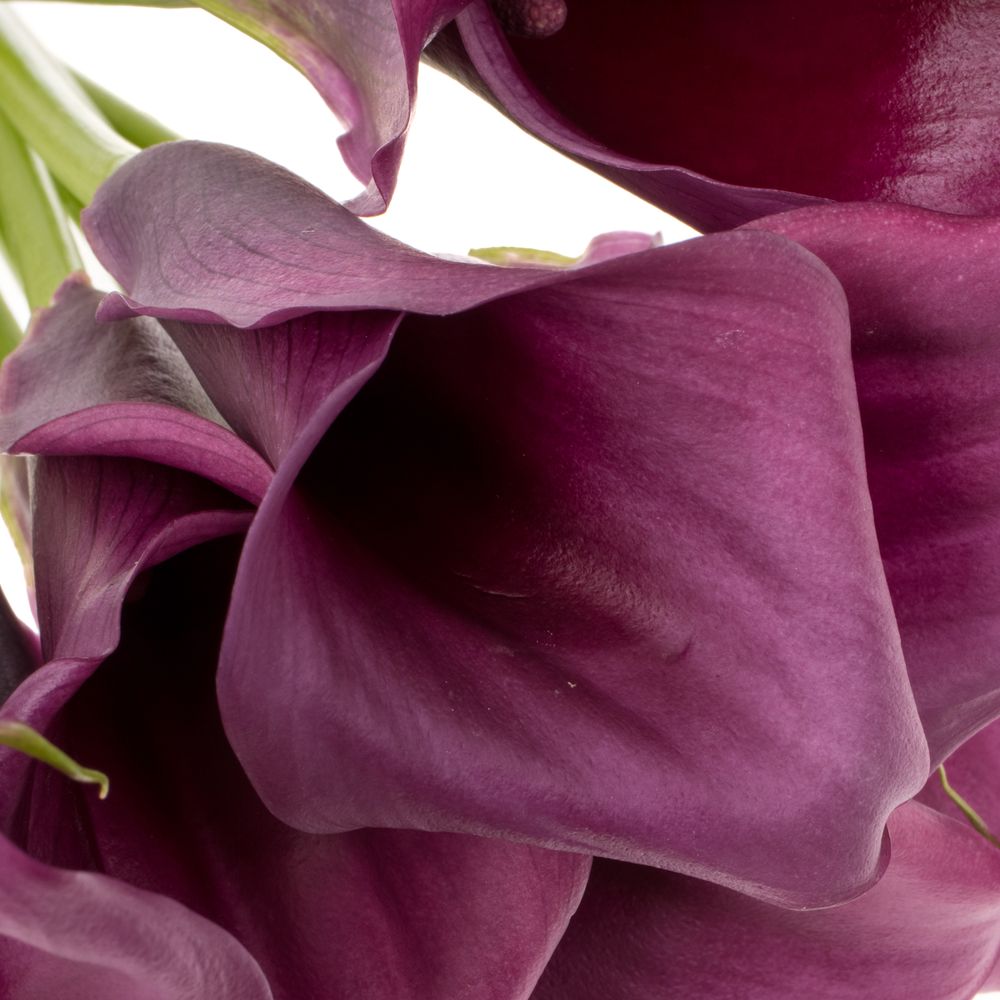 Calla purple Durban 70cm