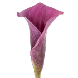 Calla purple Durban 70cm
