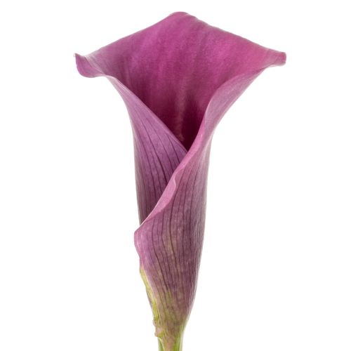 Calla purple Durban 70cm
