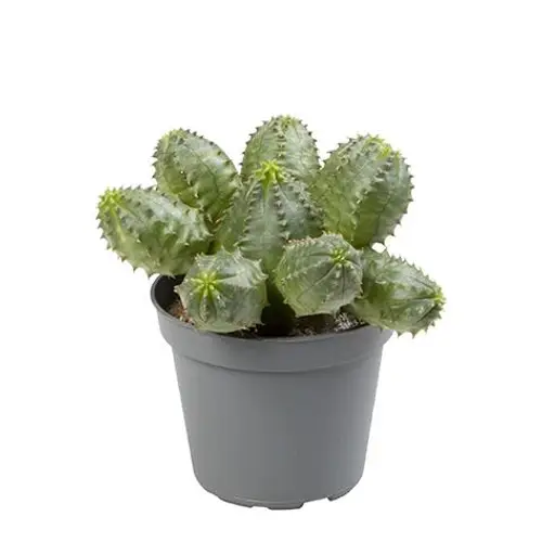 Euphorbia Suzanna T05,5 H2
