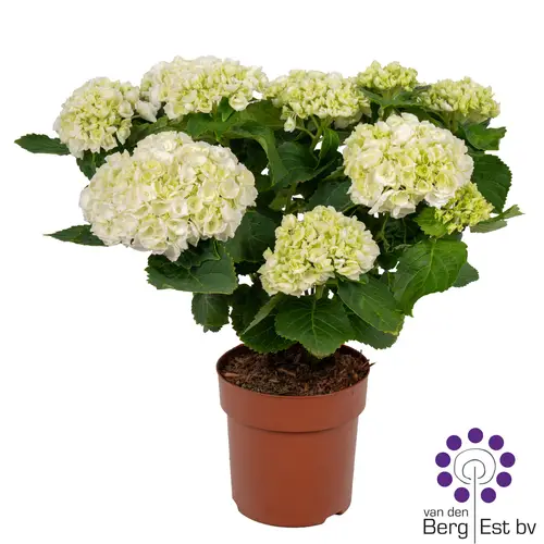 Hortensie weiss 9+Blüte T14 H035