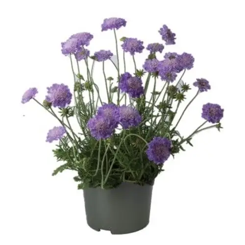Scabiosa lila Columbaria T17 H035