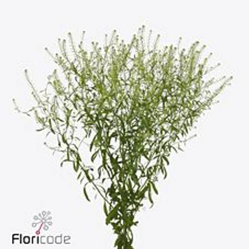 Thlaspi grün Magic Milly 80cm