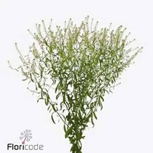 Thlaspi grün Magic Milly 80cm