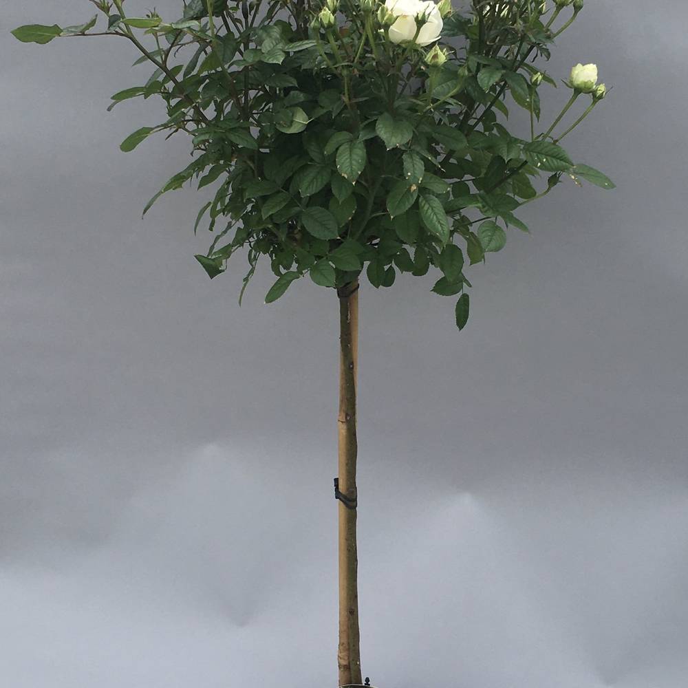 rosa Stamm weiss T23 H110