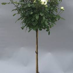rosa Stamm weiss T23 H110