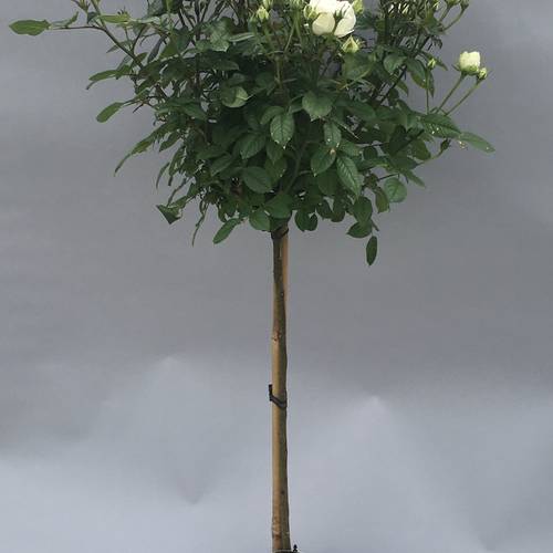rosa Stamm weiss T23 H110