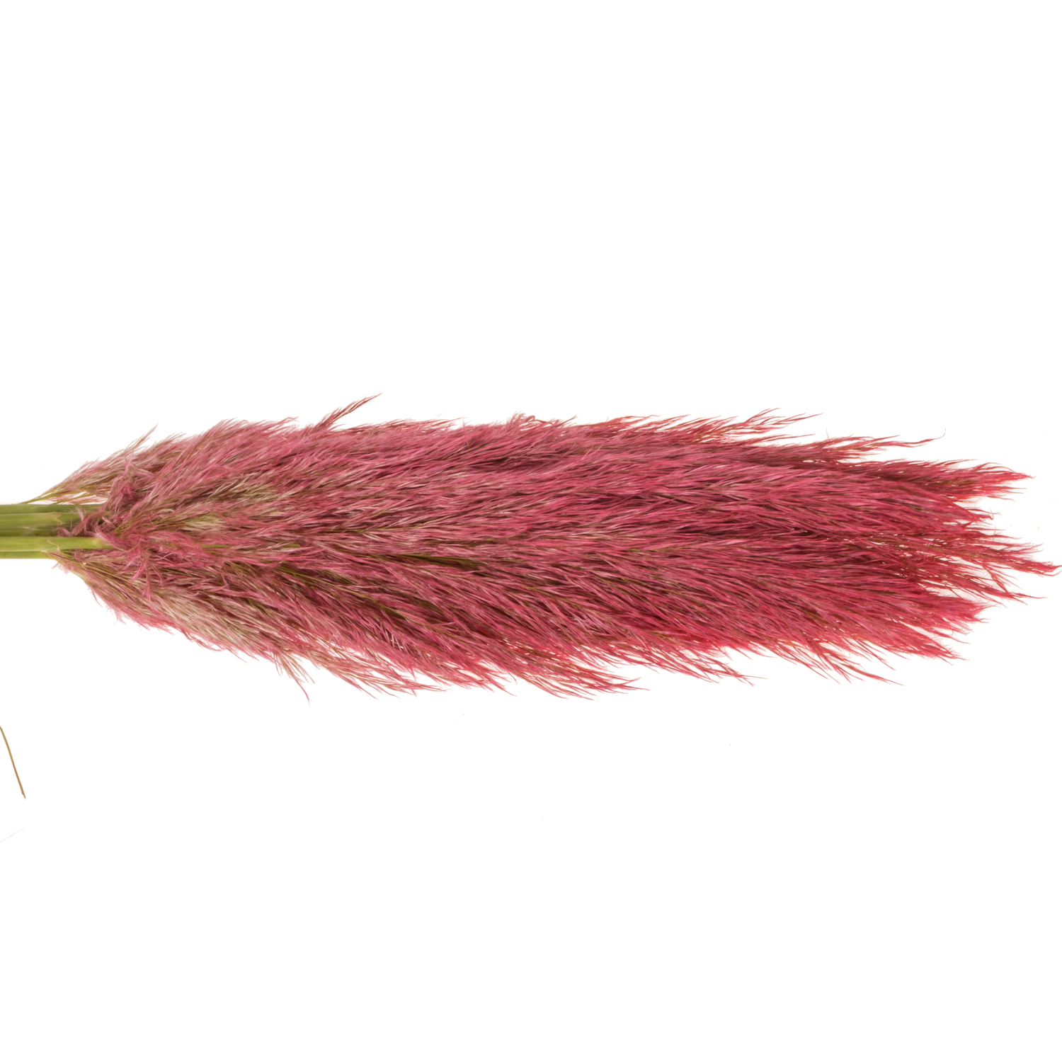 Pampas Frisch rot gefärbt 90cm