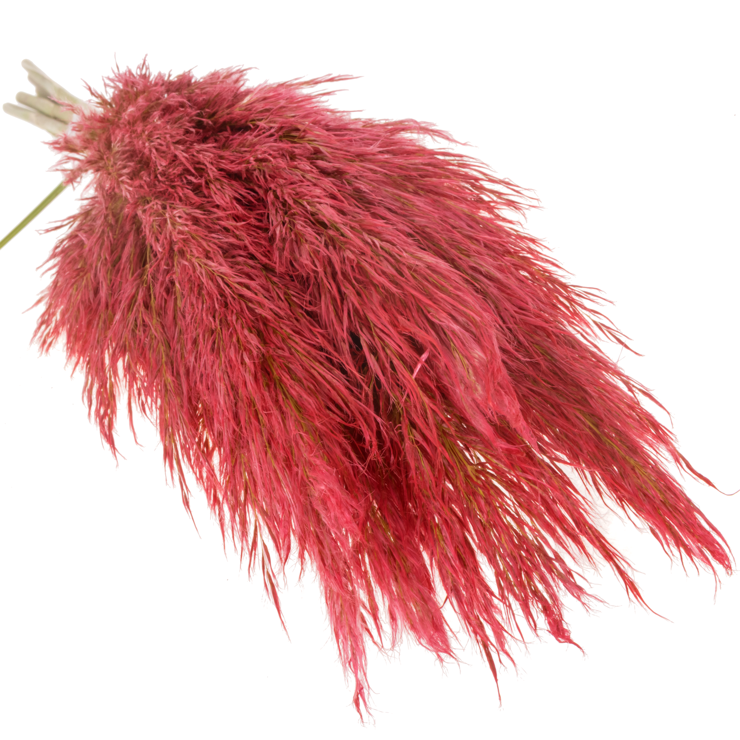 Pampas Frisch rot gefärbt 90cm