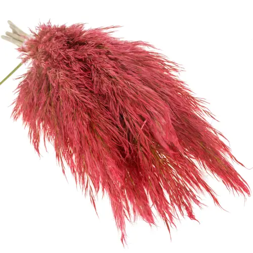 Pampas Frisch rot gefärbt 90cm