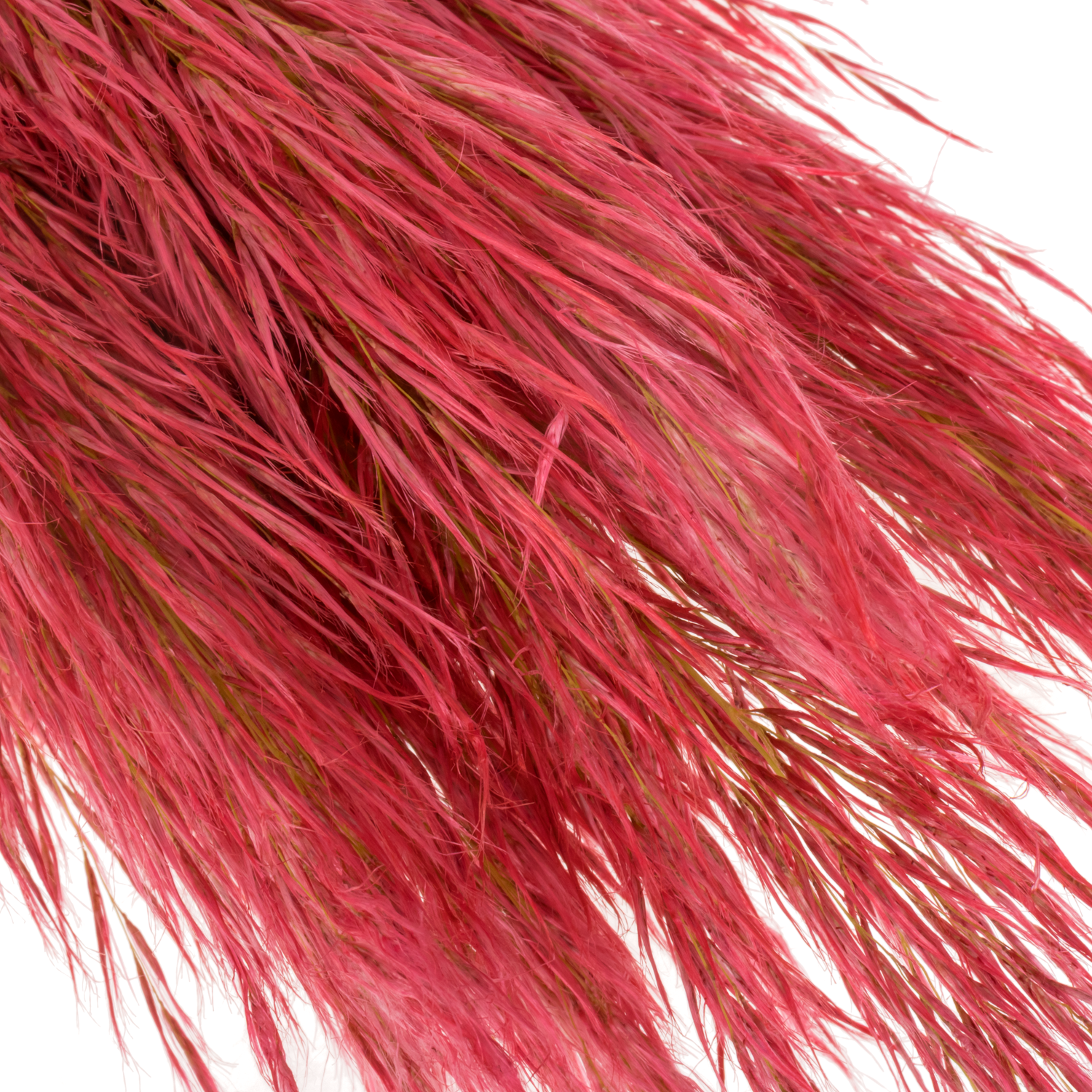 Pampas Frisch rot gefärbt 90cm