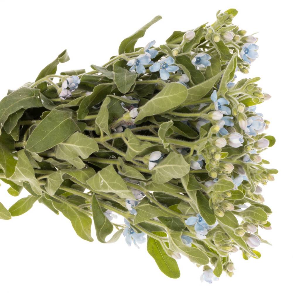 Oxypetalum blau 35cm x20