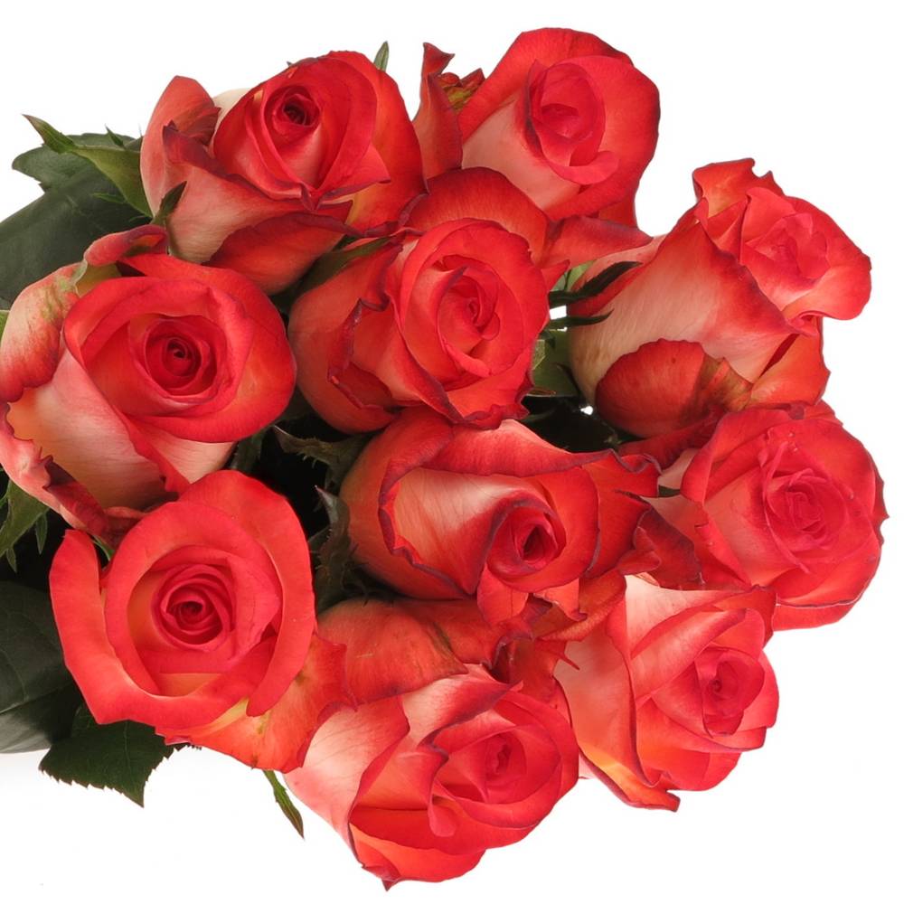 Rose creme/rot Blush 70cm