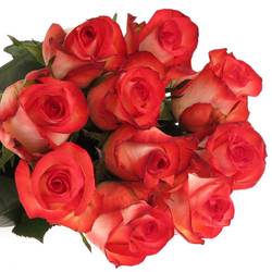 Rose creme/rot Blush 70cm