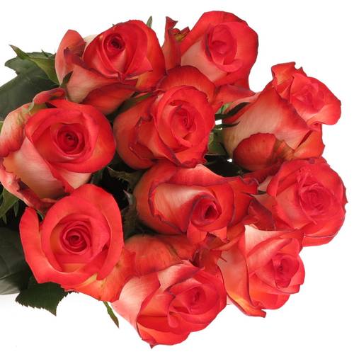 Rose creme/rot Blush 70cm