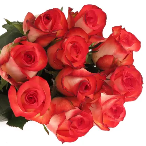 Rose creme/rot Blush 70cm