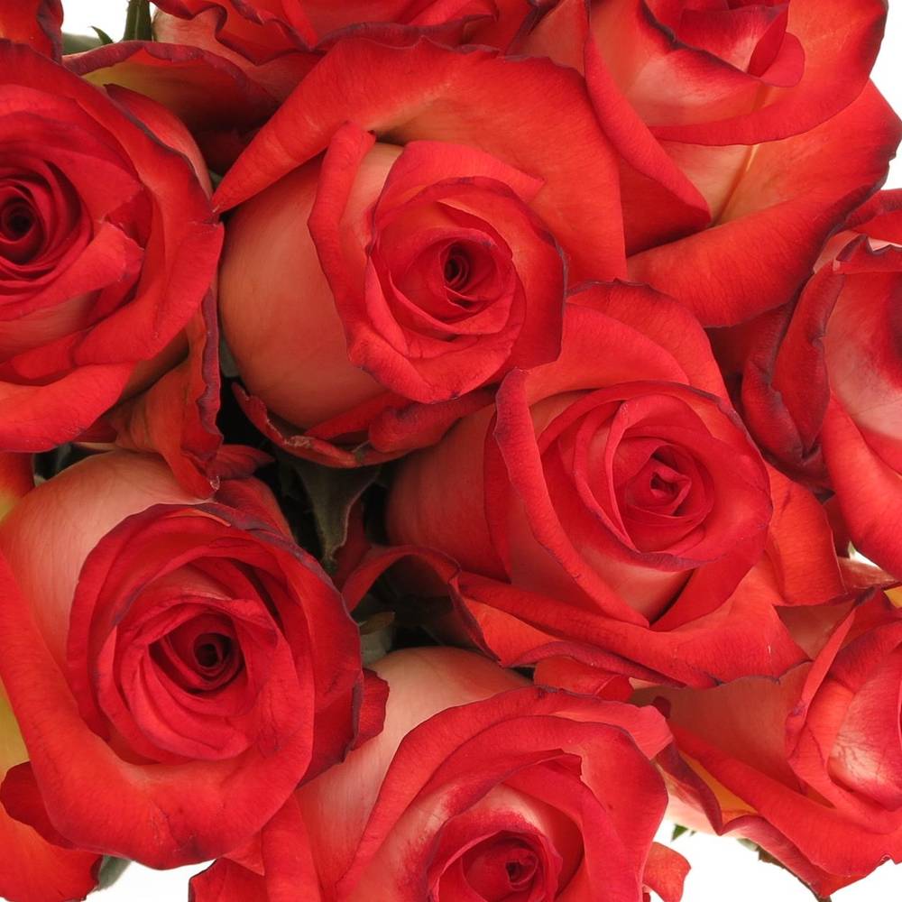 Rose creme/rot Blush 70cm