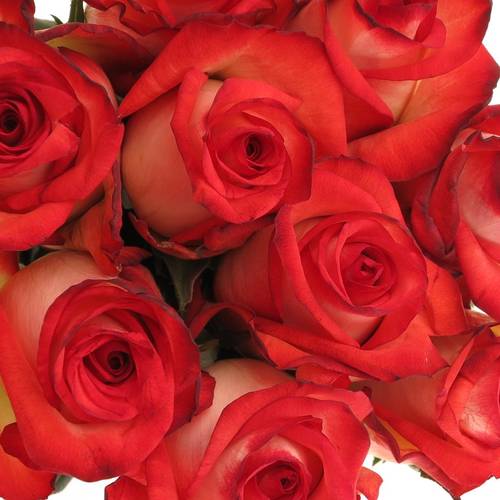 Rose creme/rot Blush 70cm