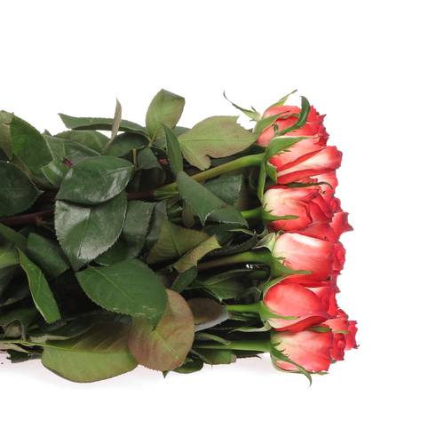 Rose creme/rot Blush 70cm