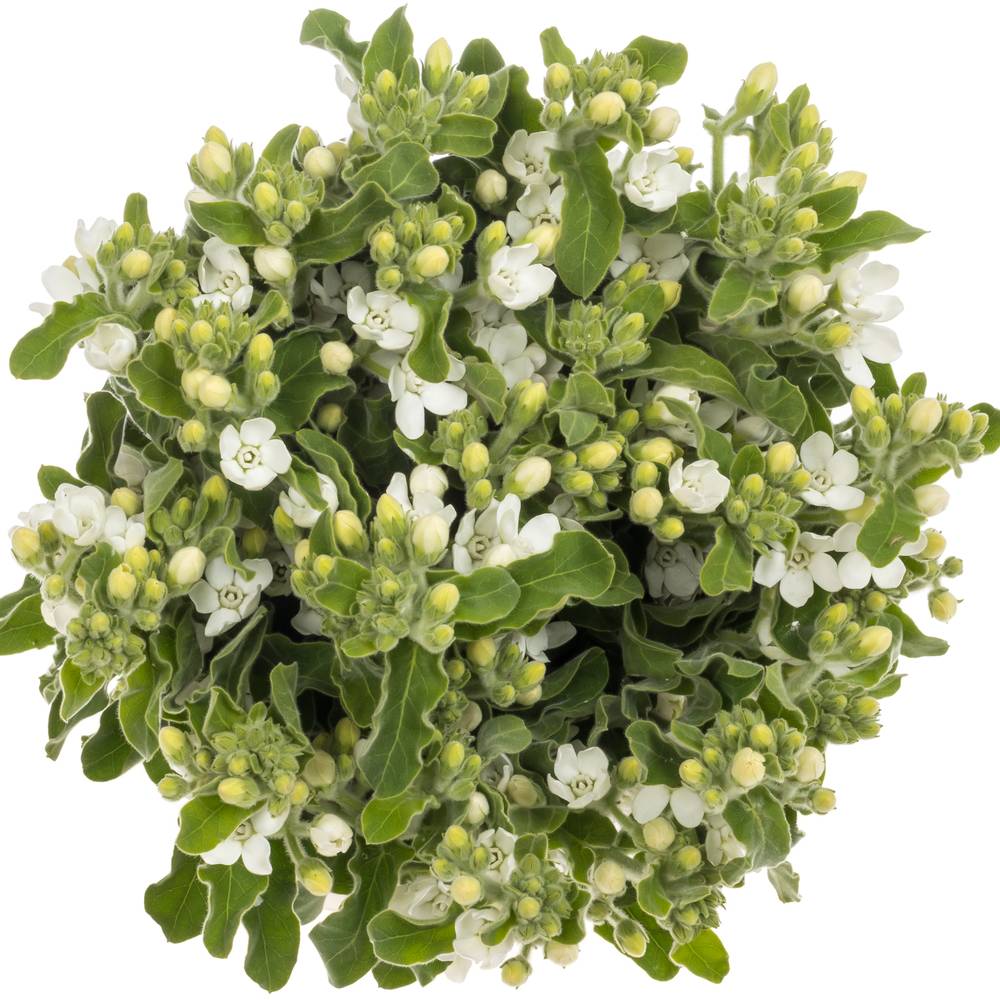 Oxypetalum weiss 45cm