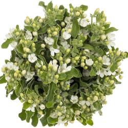 Oxypetalum weiss 45cm