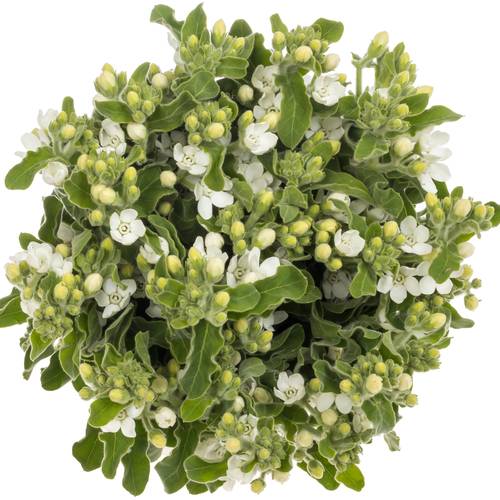 Oxypetalum weiss 45cm