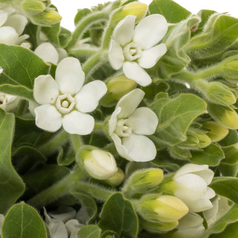 Oxypetalum weiss 45cm