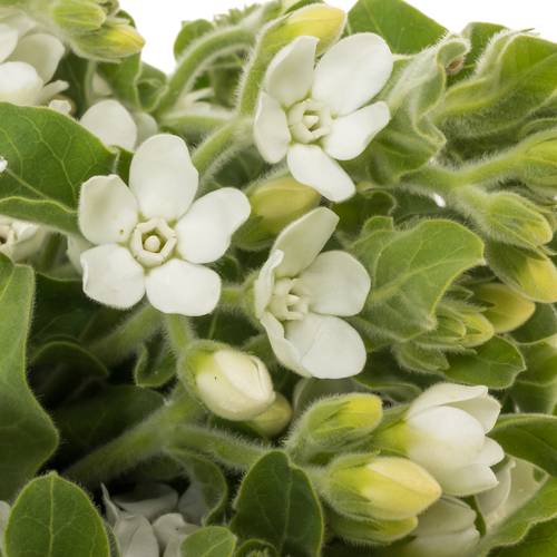 Oxypetalum weiss 45cm