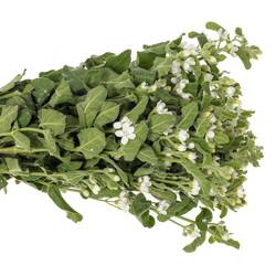 Oxypetalum weiss 45cm