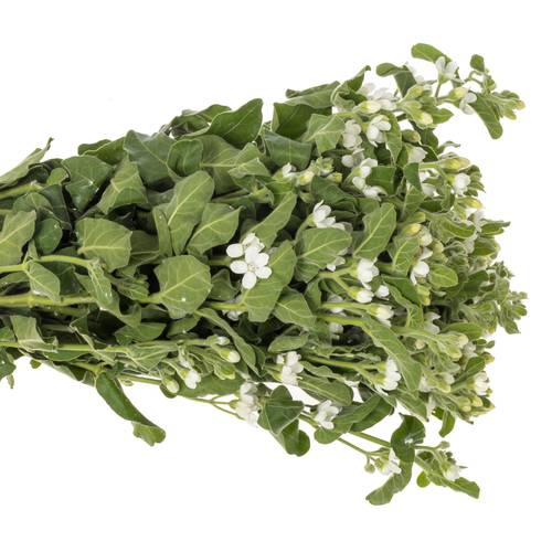 Oxypetalum weiss 45cm