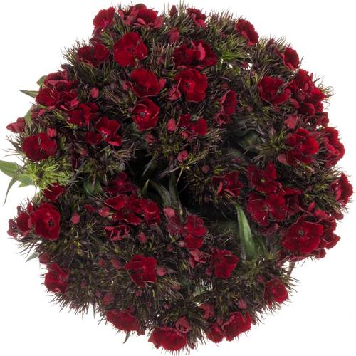 Bartnelke dunkel rot Diep Rood 55cm